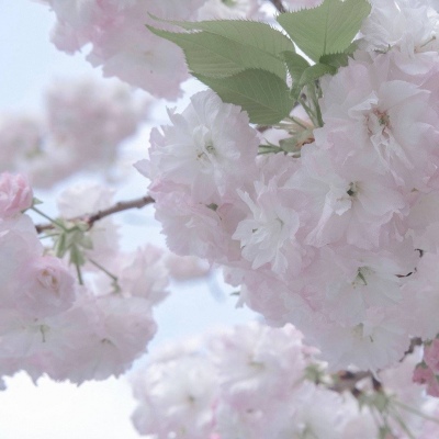 桥西FurryQQ群介绍